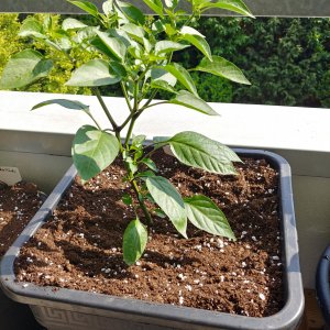 16.5. NuMex Las Cruzes Cayenne