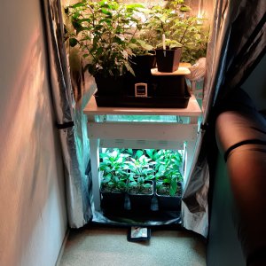 Growzelt 16.5.
