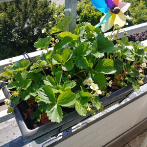18.5. Erdbeeren