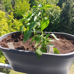 18.5. Sibirische Hauspaprika und Guarda Cielo