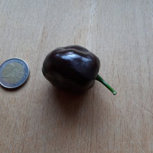 Erste Rocotobeere 18.5.