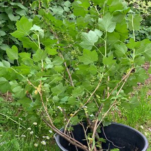 rote Johannisbeere