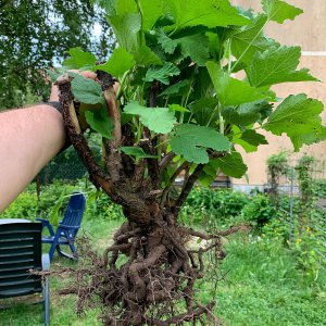 weiße Johannisbeere
