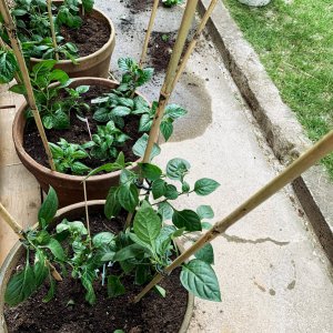 Chilis, nun draußen