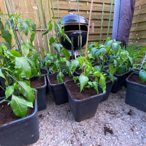 200520_Chilis_1