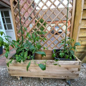 200520_Chilis_3