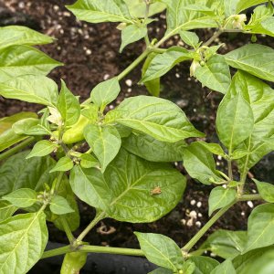 Golden Limon F7