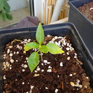 28.5.
