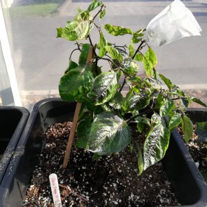 Cheiro Orange 1.jpg