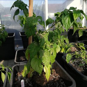 Fatalii.jpg