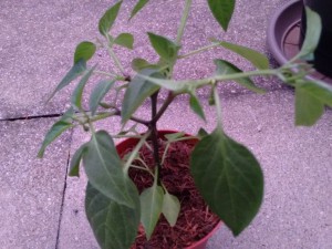 Jalapeno