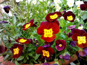 Garten im Mai 2