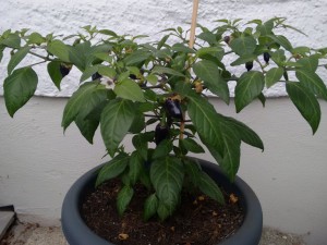 IMG_20160531_121836040