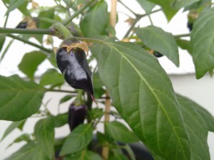 IMG_20160531_122013019