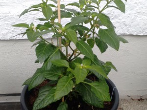 IMG_20160531_122058611