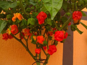 IMG_20130830_182829