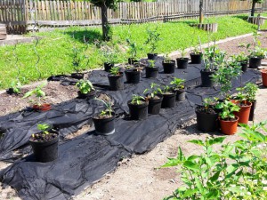 Chili2016-0706 002