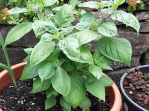 Chili2016-1306 007