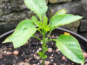 Chili2016-1306 008