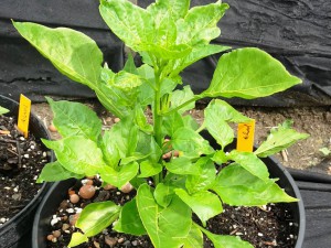 Chili2016-1306 011