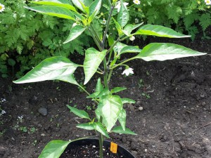 Chili2016-1506 002