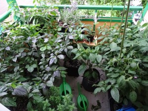 Chilibalkon_20160616