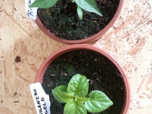 Rawit, Habanero Gelb