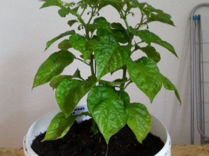 Red Scorpion Von Dehner
