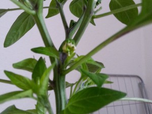 Scotch Bonnet Gelb Von Dehner Blüte