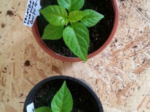 Trinidad Moruga Scorpion Butch T