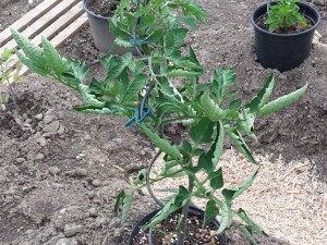 Chili2016-1806 015