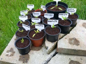 Lombardo,Birds Eye,Scotch Bonnet, De Cayenne, Unbekannt