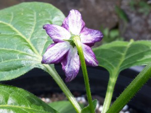 Chili2016-2006 009
