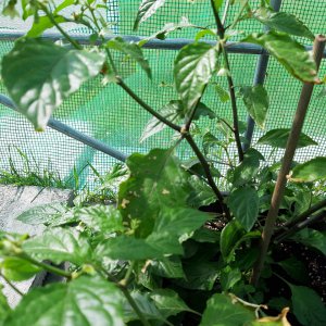 Sonnenbrand Bhut 28.5.