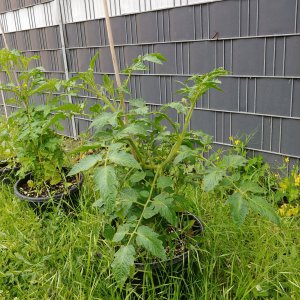Cocktailtomate