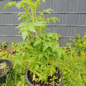 Tomate von Axel @ogtutchili
