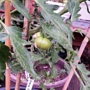 Tomate Orange.jpg