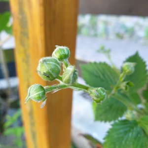 02.05.20 Brombeerknospen.jpg