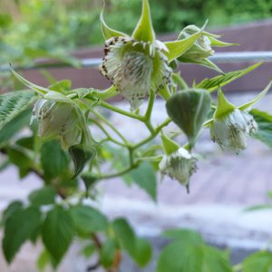 02.05.20 Himbeerblüten.jpg