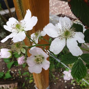 23.05.20 Brombeerblüten.jpg