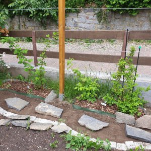 24.05.20 Spalier.jpg