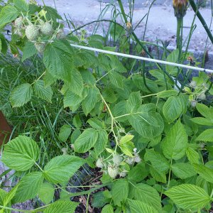 01.06.20 Himbeeren.jpg