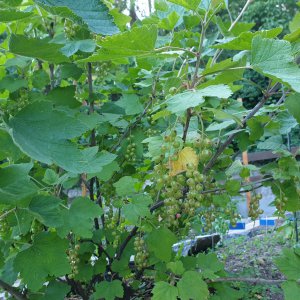 01.06.20 Johannisbeeren.jpg