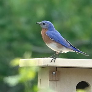 Blue Bird