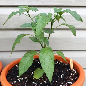 Jalapeno Craig