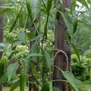 Yellow Jalapeno