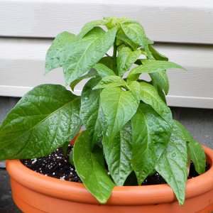 7Pot Burgundy