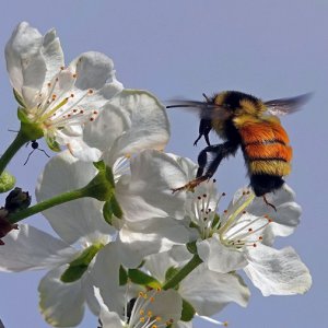 Mirabellenbluete