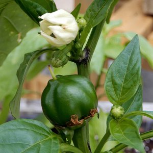 Hot Cherry