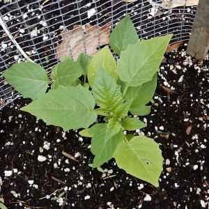 Tomatillo